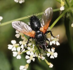 Zophomyia temula