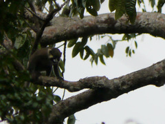 Cercopithecus cephus