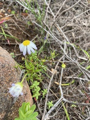 Brachyscome iberidifolia