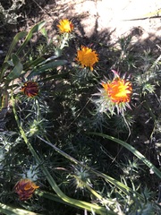 Oedera capensis