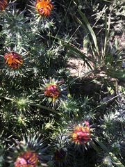 Oedera capensis