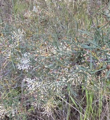 Hakea trifurcata