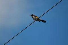 Phylidonyris novaehollandiae