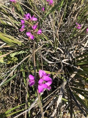 Polygala umbellata