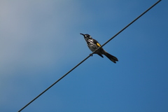 Phylidonyris novaehollandiae