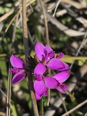 Polygala umbellata