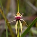 Scott River Spider Orchid - Photo (c) michelle__p, some rights reserved (CC BY-NC)