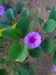 Ipomoea pes-caprae