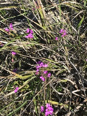 Polygala umbellata