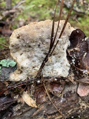 Trametes lactinea
