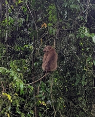 Macaca leonina