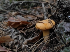 Cantharellus cibarius