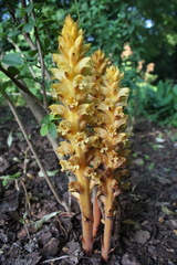 Orobanche lucorum