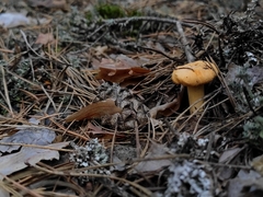 Cantharellus cibarius