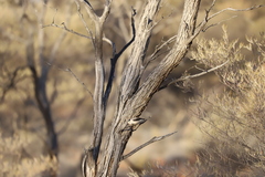 Daphoenositta chrysoptera