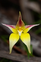 Caladenia flava flava