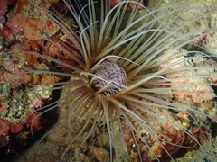 Cerianthus membranaceus