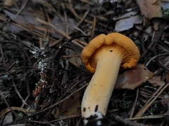 Cantharellus cibarius