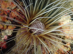 Cerianthus membranaceus