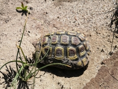 Homopus areolatus