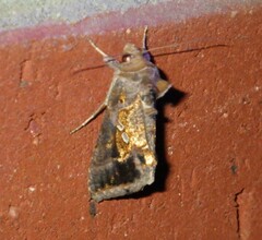 Chrysodeixis