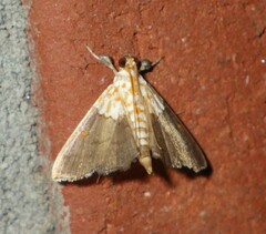 Agrotera nemoralis