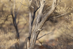 Daphoenositta chrysoptera
