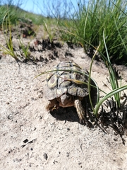 Homopus areolatus