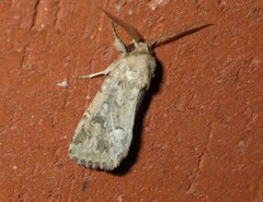 Spodoptera depravata