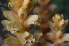 Orobanche lucorum