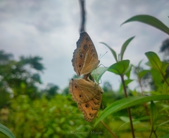 Junonia almana