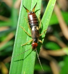 Forficula auricularia