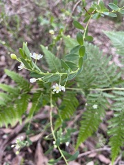 Phyllanthus calycinus