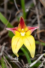 Caladenia flava flava
