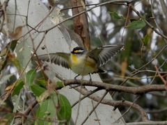 Pardalotus striatus