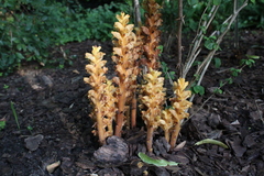 Orobanche lucorum