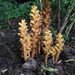 Orobanche flava - Photo (c) karol_bubel, some rights reserved (CC BY-NC)