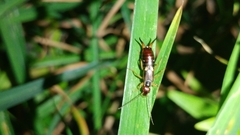 Forficula auricularia