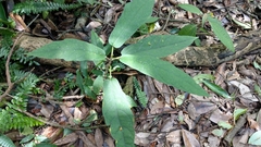 Ficus erecta beecheyana