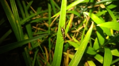 Forficula auricularia