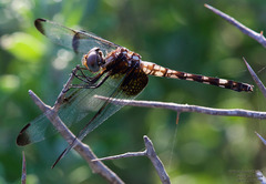 Dythemis fugax