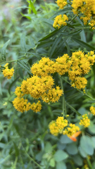 Euthamia graminifolia