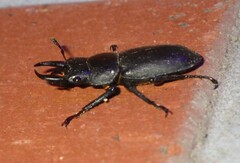 Dorcus rectus rectus