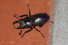 Dorcus rectus rectus