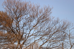 Daphoenositta chrysoptera