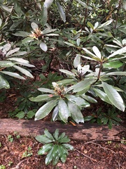 Rhododendron maximum