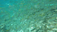 Monodactylus argenteus