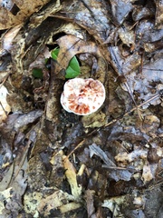 Hydnellum peckii