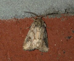 Spodoptera depravata