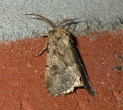 Spodoptera depravata